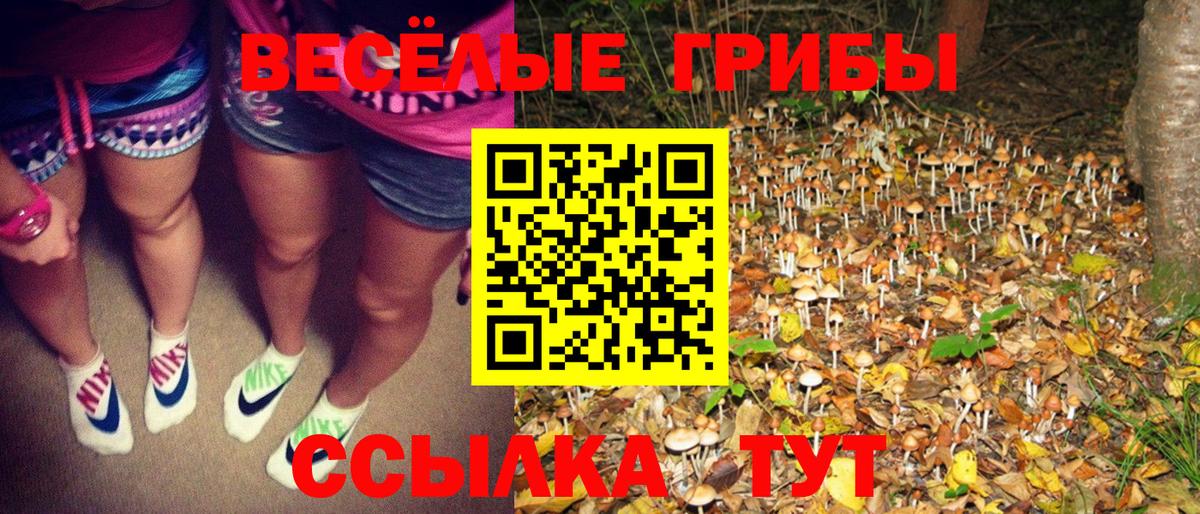 как найти закладки  Галлюциногенные грибы Psilocybe  Вход с VPN  Ставрополь 